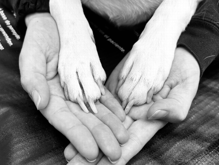 Pet Euthanasia